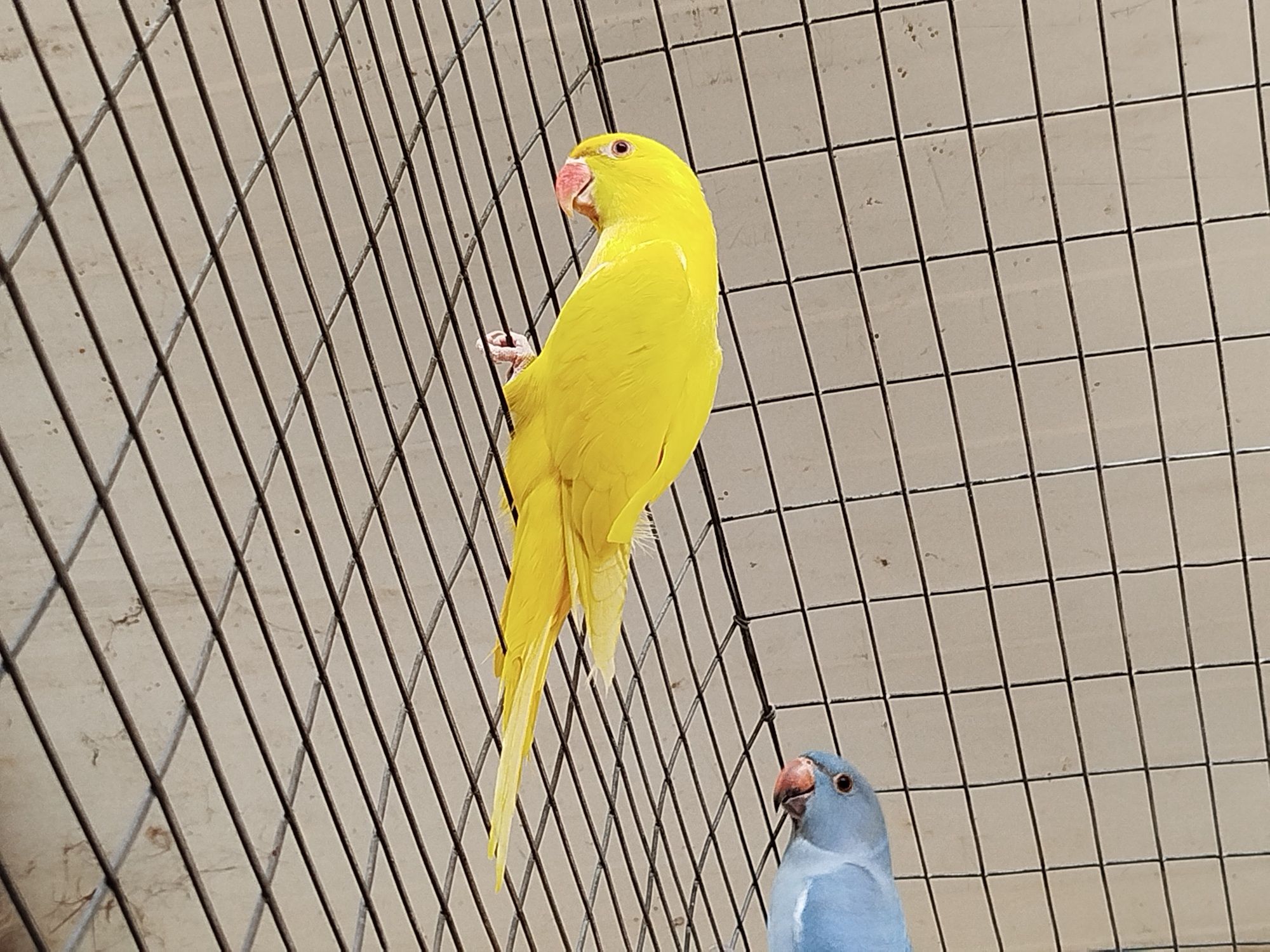 Ring neck Amarelo
