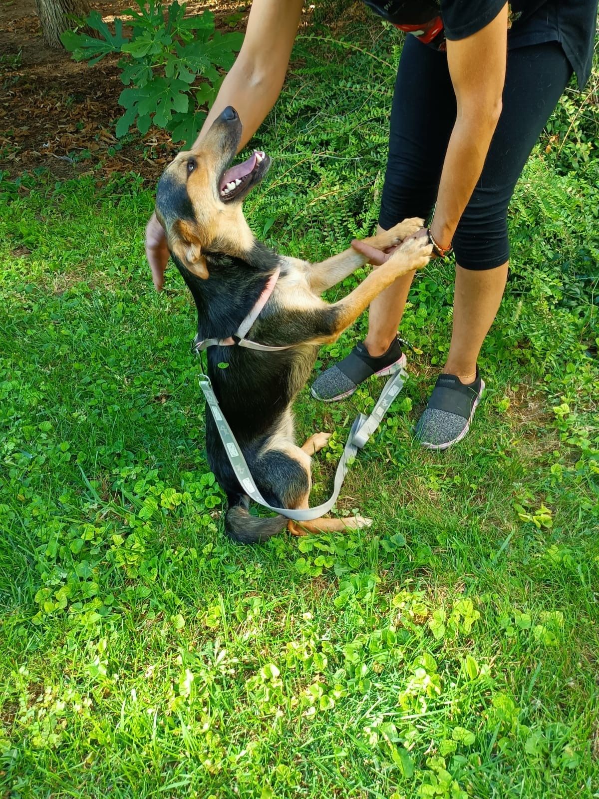 LINA - 11 mięs. bardzo kochana sunia
