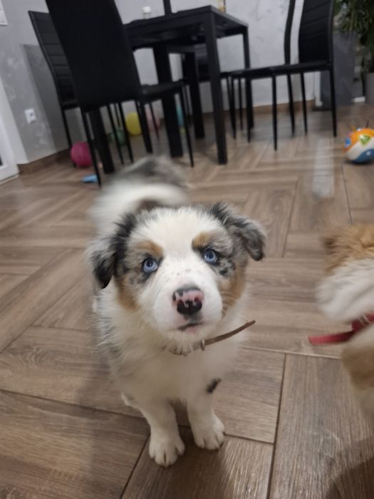 Amaro szczeniak Border Collie