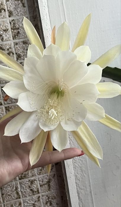 Епіфіллум білий вкорінений