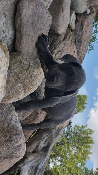 Cane Corso Italiano blue 2 chłopców