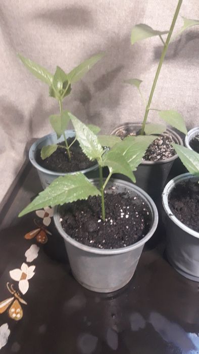 Калея закатечичи, саженцы