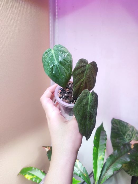 Филодендрон Миканс