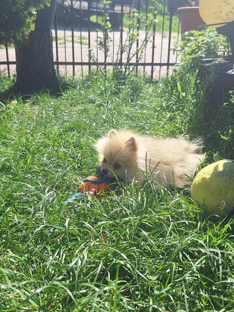 Piesek Szpic Miniaturowy Pomeranian