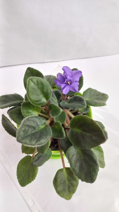 Фіолетова фіалка