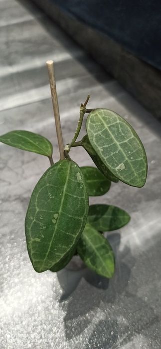 хойя mirabilis, finlaysonii, latifolia, Irina, Meredithi,