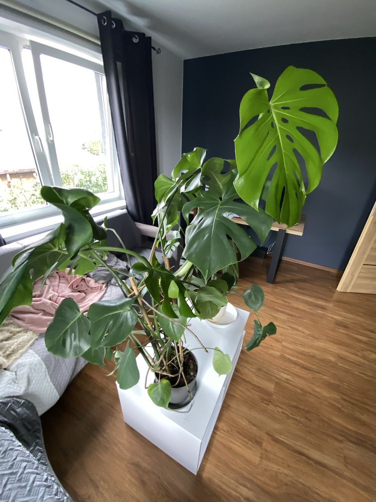 Monstera duża zielona