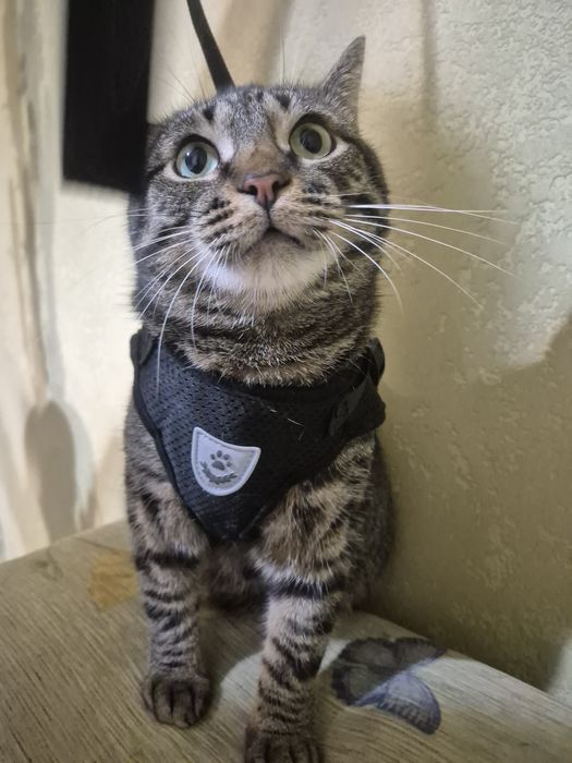 Поводок (жилет) для вигула кота чи невеликої собаки, розмір L