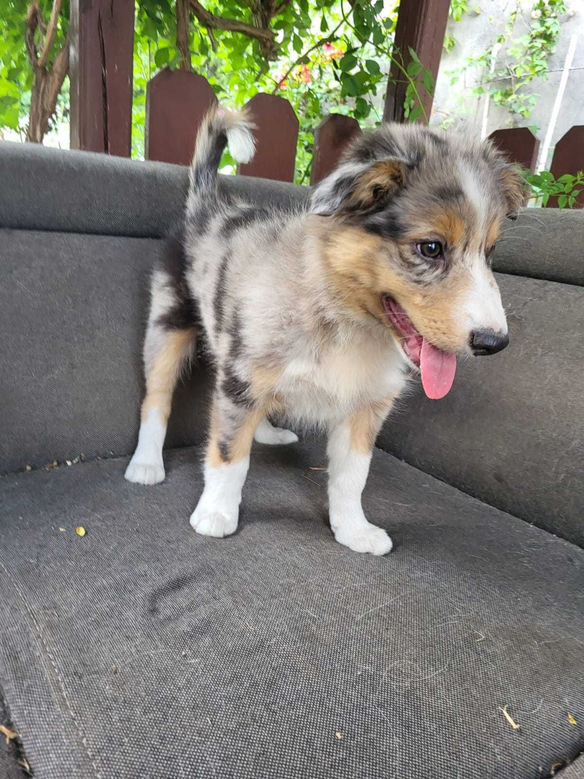 Szczeniak Border Collie piesek