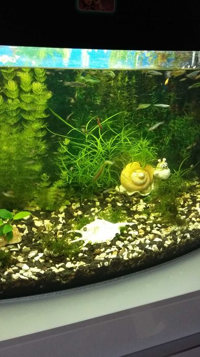 Продам гупі(ЮЗР.)Акваріум на 100л.