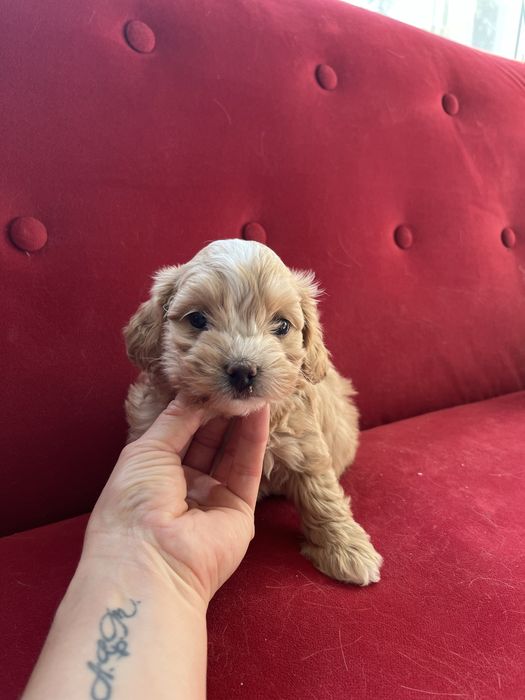 Maltipoo szczeniak