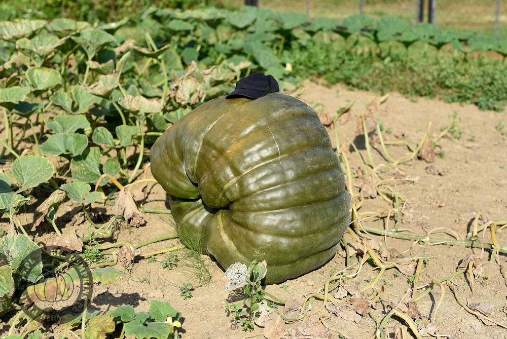 Dynia Olbrzymia - 237kg 169kg 136kg - Zestaw Nasion Dla Początkujących