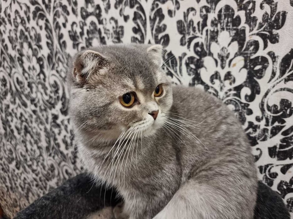 Продается вислоухий котик