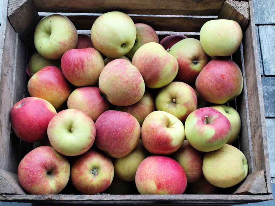 Jabłka jonagold 20 kg z wysyłką