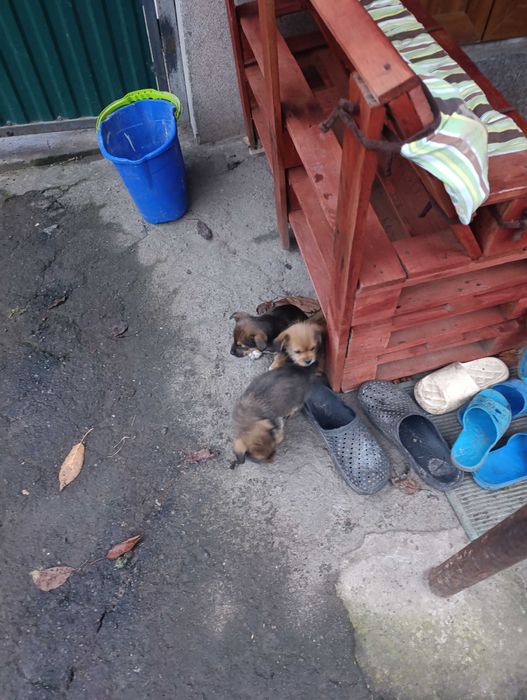 Віддам цуциків в добрі руки