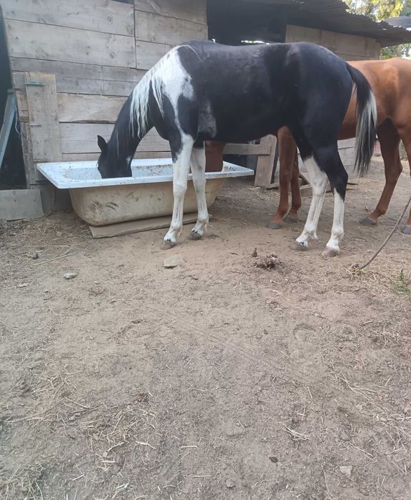 Cavalo capado montado