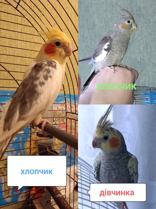 Клетка для папугая