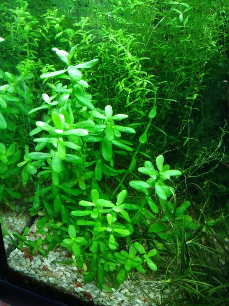Hedyotis salzmanii roślina na 2 plan akwarium