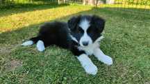 Border collie ZKwP czarno biała suczk