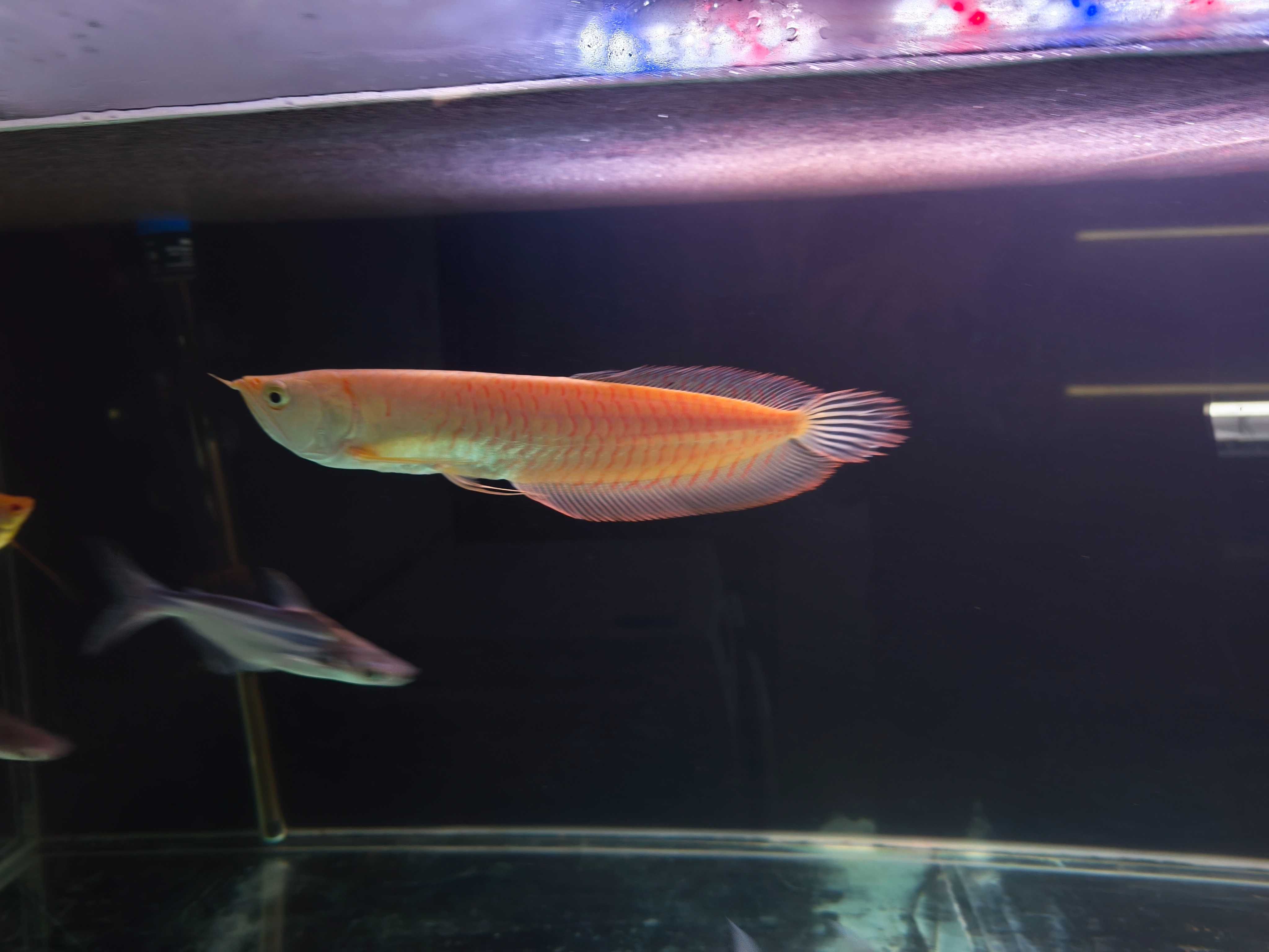 Arowana Albina 30cm