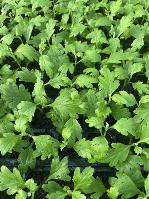 Хризантема одноголова зріз і кущі