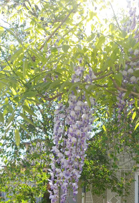 Гліцинія Вістерія 3 річні відводки