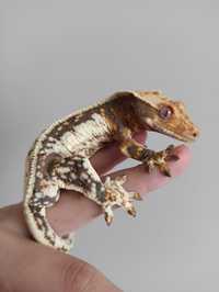Gekon orzęsiony Crested Gecko Lilly White samiecjaszczurka gecko