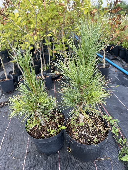 Сосна альпійська Pumilio, Кедр Корейський