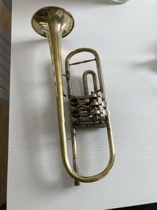 Trąbka Skrzydłówka