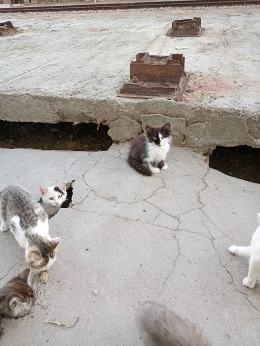 БЕЗКОШТОВНО!!! Кошенятка в добрі руки!!!