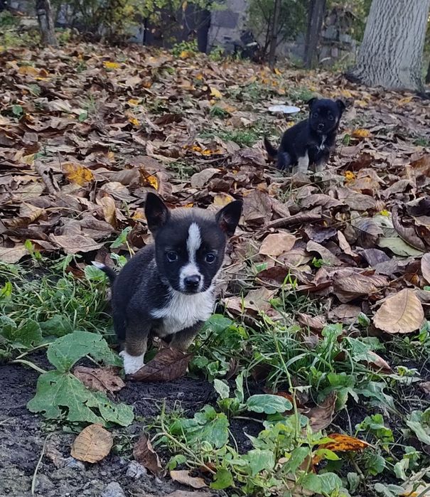 Терміново! Собачки собаченята песики в добрі руки Козятин Глухівці