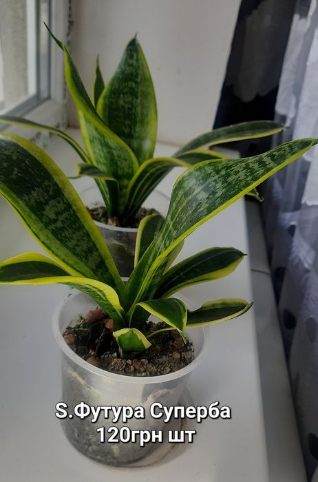 Сансевієрія, Sansevieria