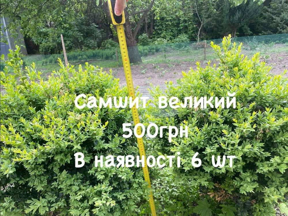 Продам вічно зелені декоративні рослини