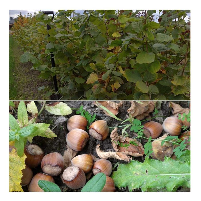 2-3річні саджанці фундука сорту Каталонський