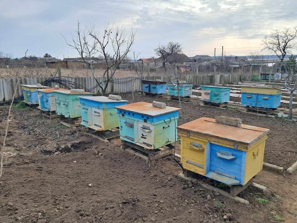Распродажа пасеки