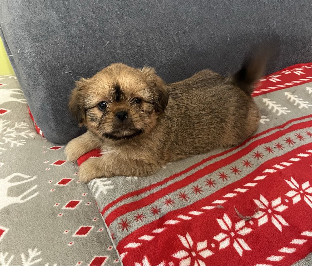 Shih tzu suczka