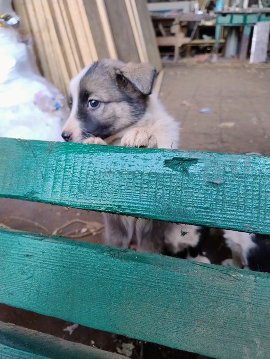 Щенята дворняжки віддам в добрі руки