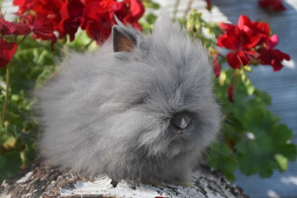 Karzełki teddy / miniaturki / mini / baranek / mini lop / niderlandzki