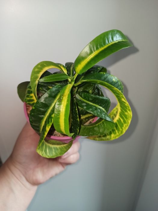 Кротон баранячий ріг