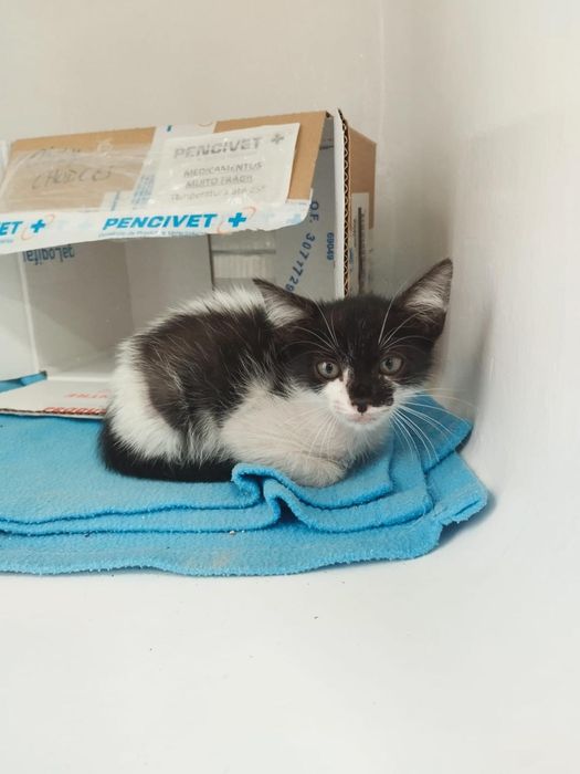 Gatinho bebé para adoção responsável