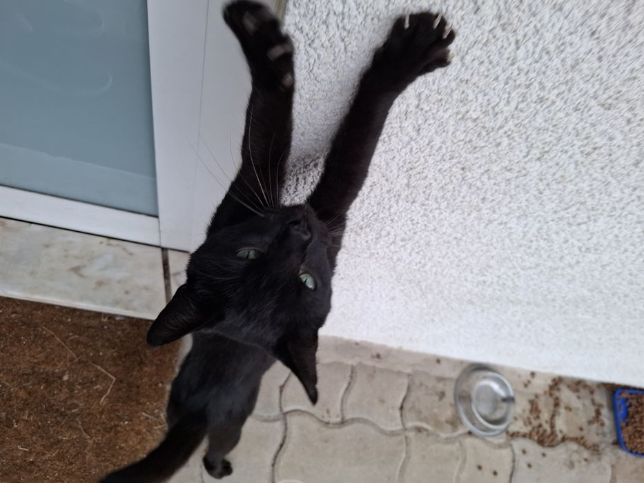 Gatinho para adoção