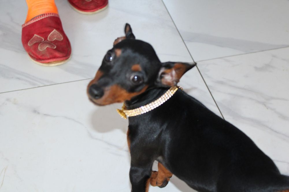 Pinczer miniaturowy FCI