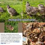 Kurki, koguciki  przepiórki japońskie