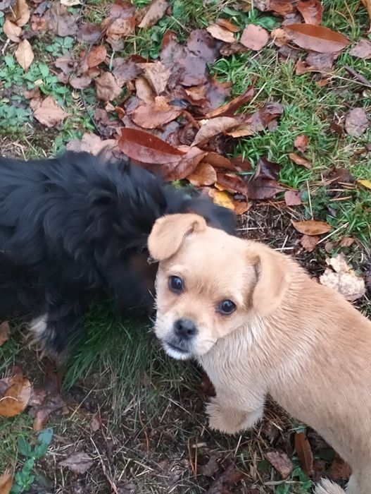 Oddam za darmo dwa pieski