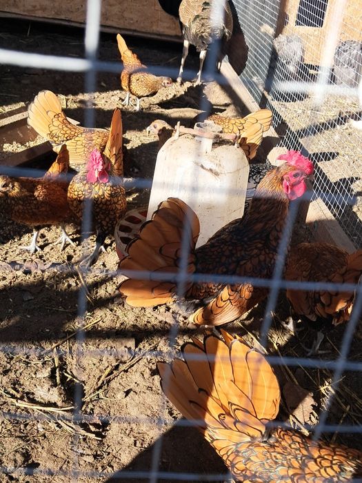 Jaja lęgowe sebrytki