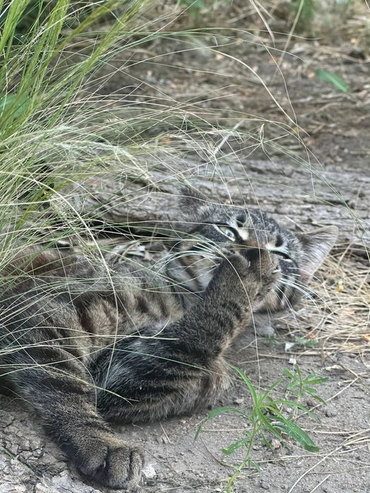 Термінове прилаштування!
