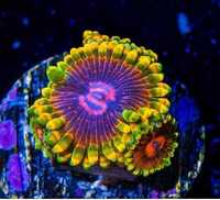 Zoanthus Midt Trick . Zoa . Akwarium morskie