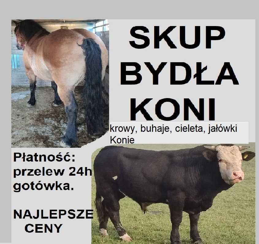 SKUP Bydła Koni Żywca !UBÓJ! Krowy,Krowa,Byk,Byków,Konie,Koń