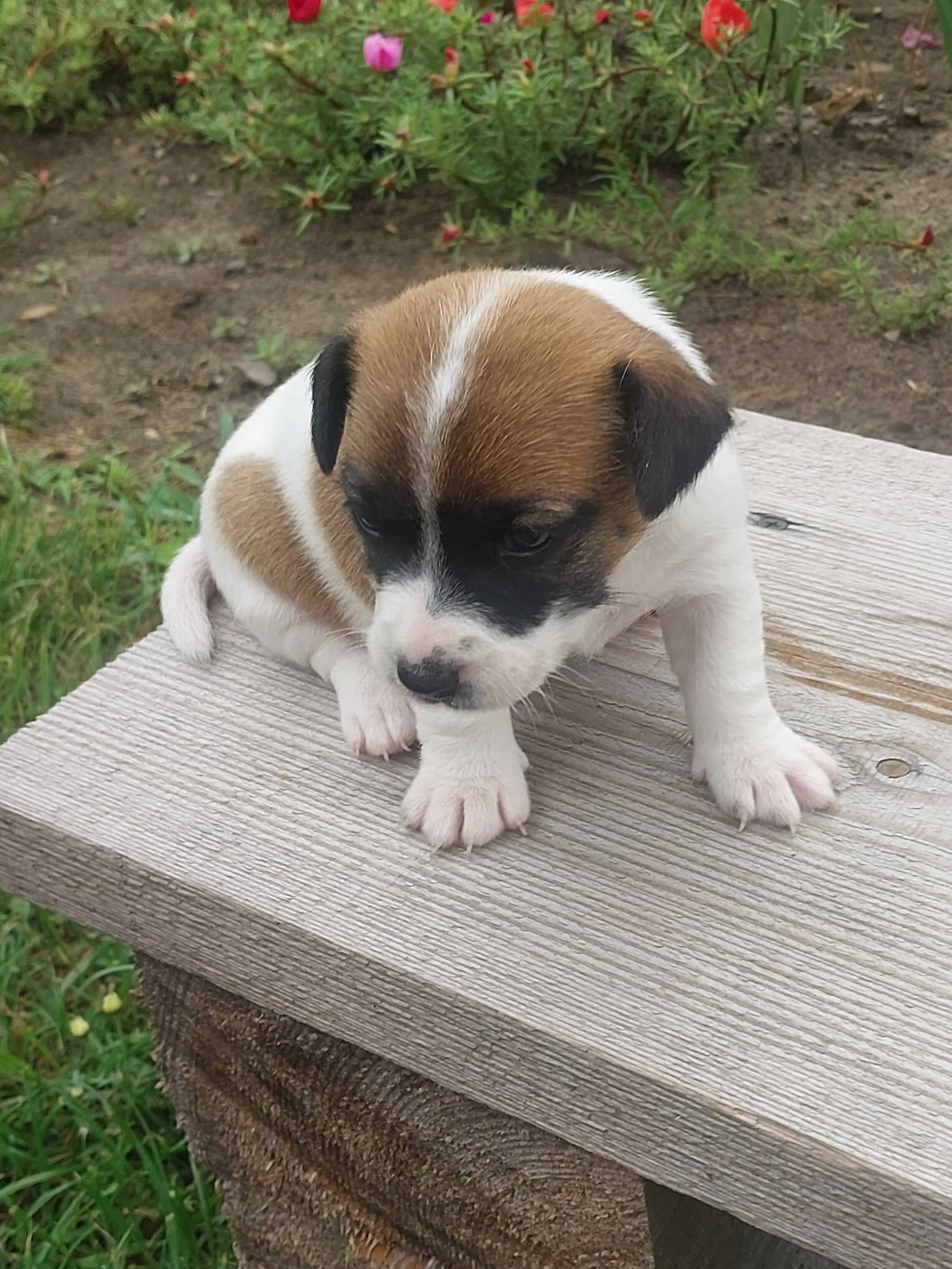 Suczka Jack Russell Terrier