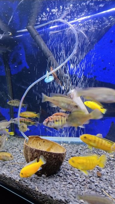 Ryby Pyszczaki Yellow Saulosi Rock Kribensis Acei inne